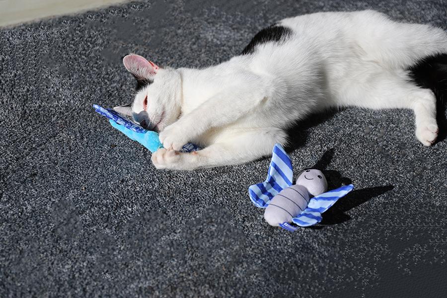 Battersea Butterfly & Dragonfly Duo – Catnip Cat Toys with Crinkle Wings
