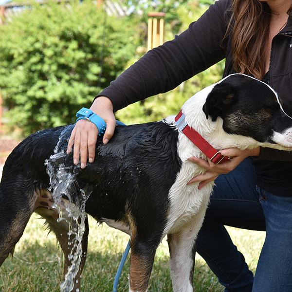 Aquapaw Pet Bathing Tool