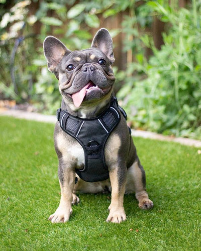 Rosewood Reflective Dog Harness.
