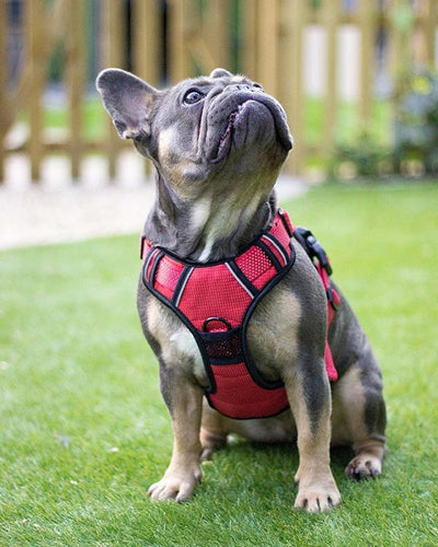 Rosewood Reflective Dog Harness.