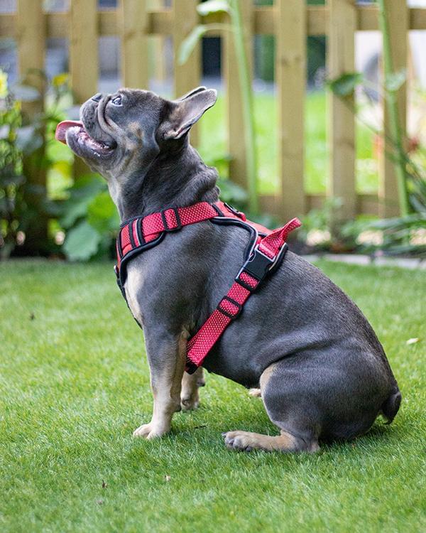 Rosewood Reflective Dog Harness.