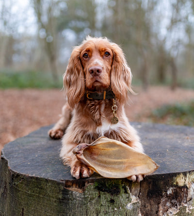 Anco Naturals Meaty Buffalo Ear Natural Dog Treat