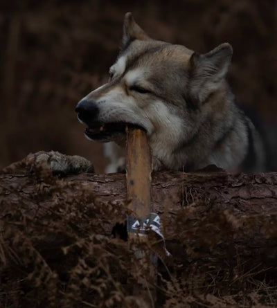 Giant buffalo biltong dog treat natural chew for enrichment