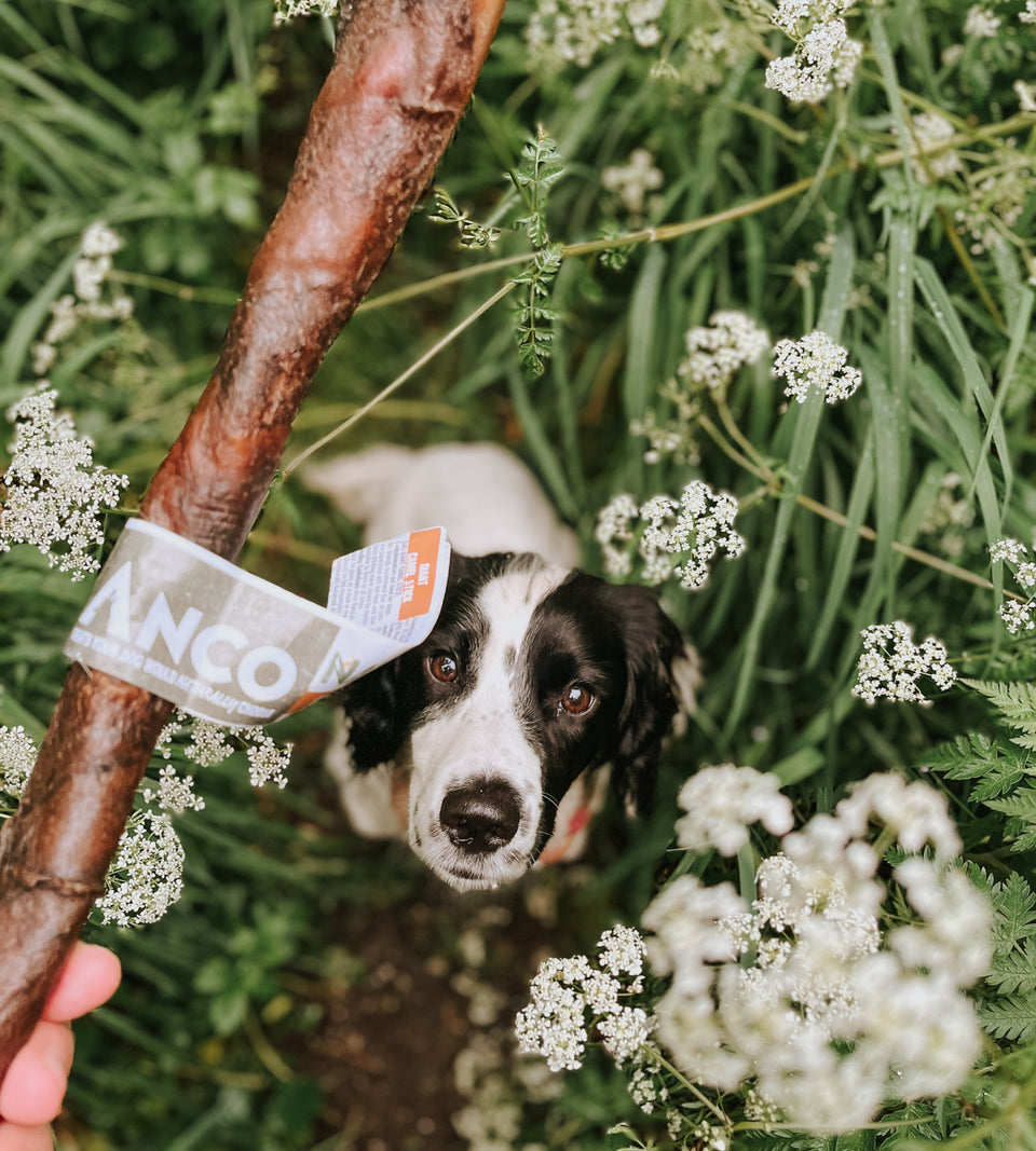 Anco - Giant Camel Stick - Natural Dog Chew
