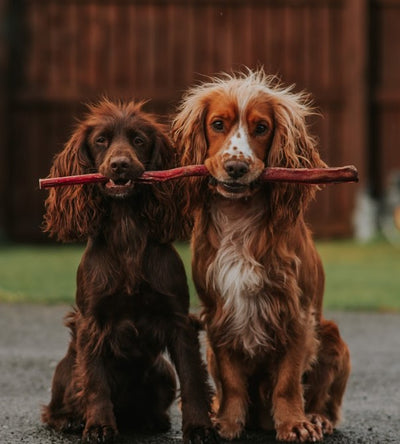 Anco Naturals Giant Pizzle Stick Dog Treat