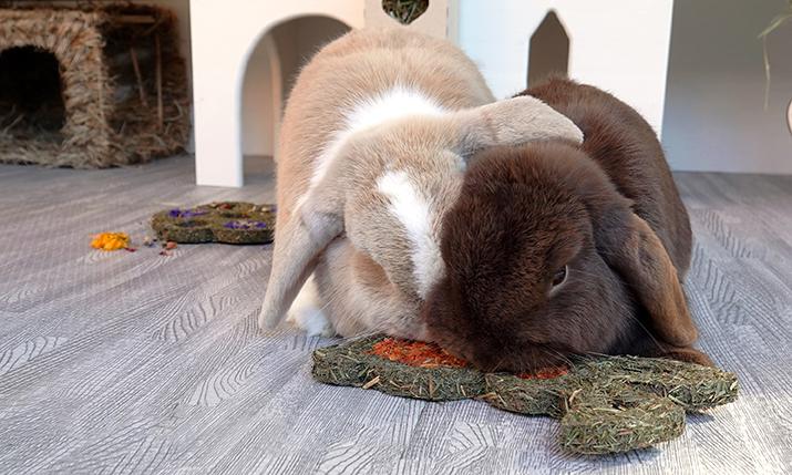 Two rabbits eating from a green leafy treat on a gray floor.