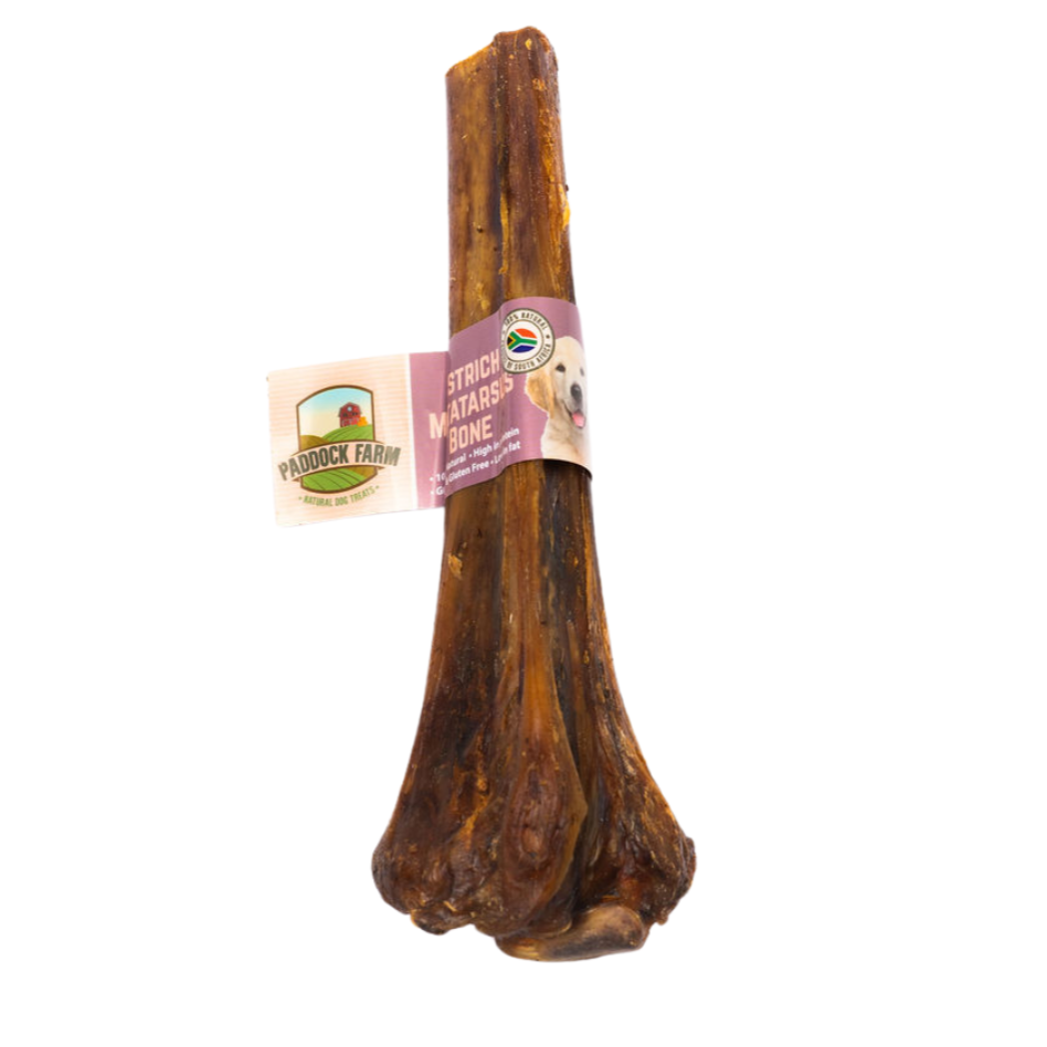 Paddock Farm Ostrich Metatarsus Bone dog chew on white background, long-lasting low-fat natural bone treat, hypoallergenic and suitable for dogs with allergies, available at Amyβs Pet Supplies.