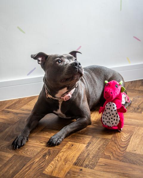 Dog lying on a wooden floor with a pink plush toy