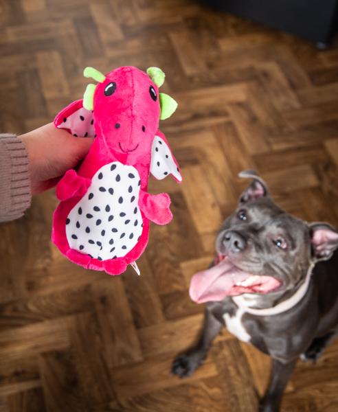 Dog looking at a pink dragon toy held by a person on a wooden floor.
