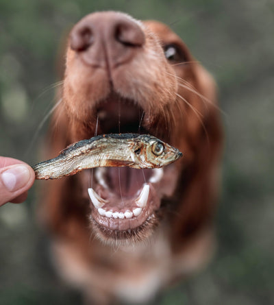 Dog Eating a sprat natural dog treat