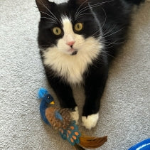 Ancol Peacock Cat Toy – 29cm Catnip Plush with Textures