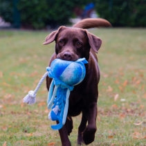 Dog running with a blue toy in a grassy field
