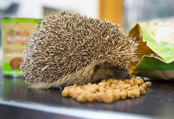 Brambles Crunchy Hedgehog Food – 900g
