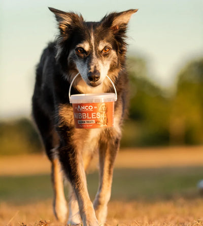 Soft salmon dog treats in resealable tub for puppies and adult dogs