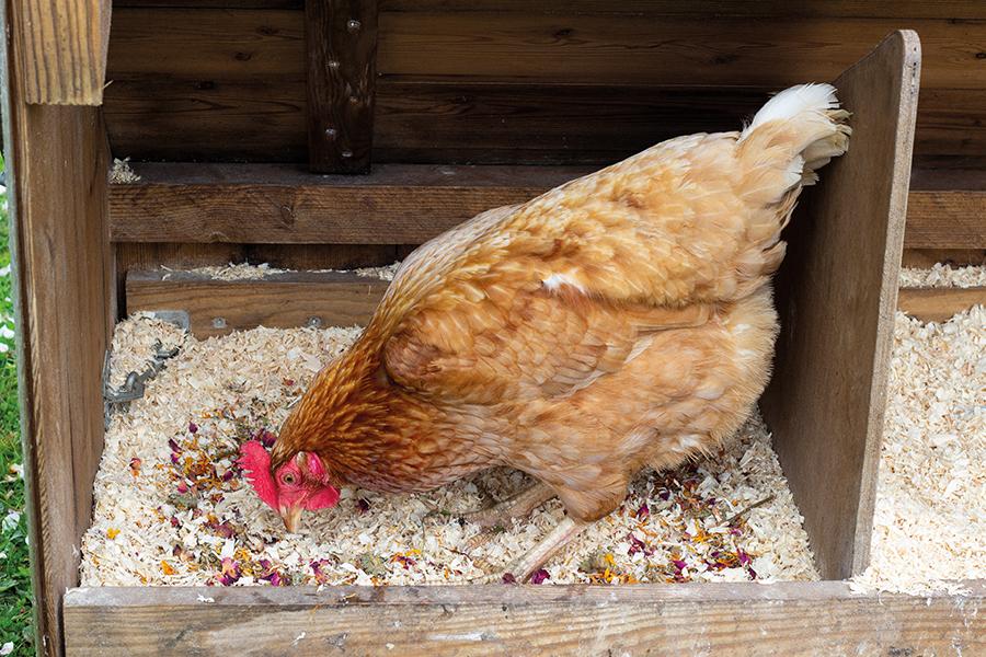 Henny's Nest Confetti 250g | Natural Coop Herbs for Chickens & Quail