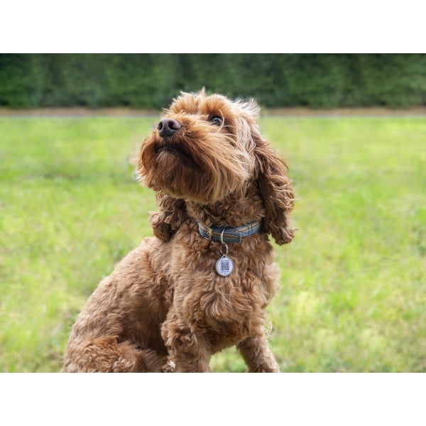 Brown dog sitting on a grassy field with a blurred background with fetch tag smart id tag on the collar