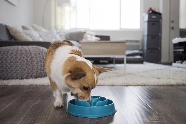 Outward Hound Fun Slow Feeder For Dogs