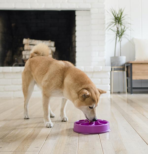 Outward Hound Fun Slow Feeder For Dogs - Purple
