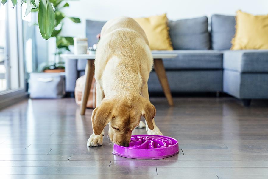 Outward Hound Fun Slow Feeder For Dogs - Purple