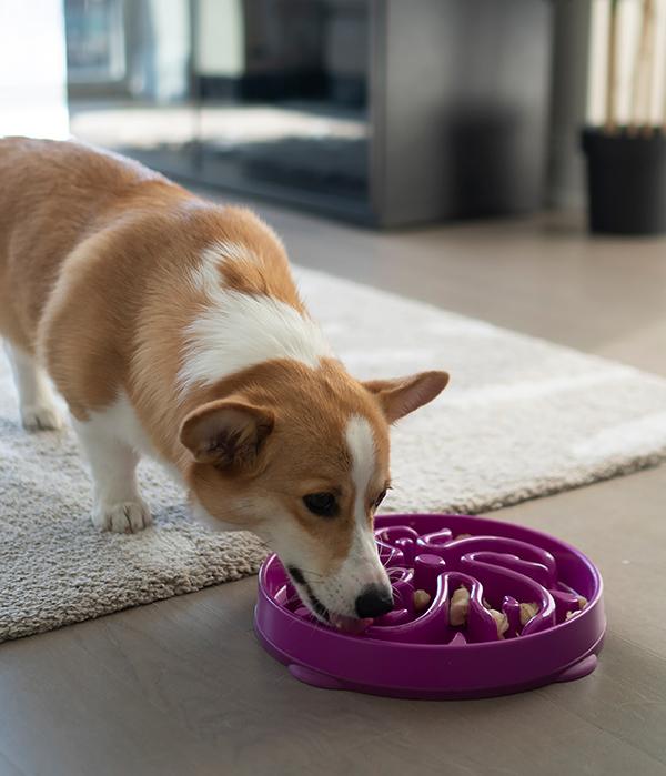 Outward Hound Fun Slow Feeder For Dogs - Purple