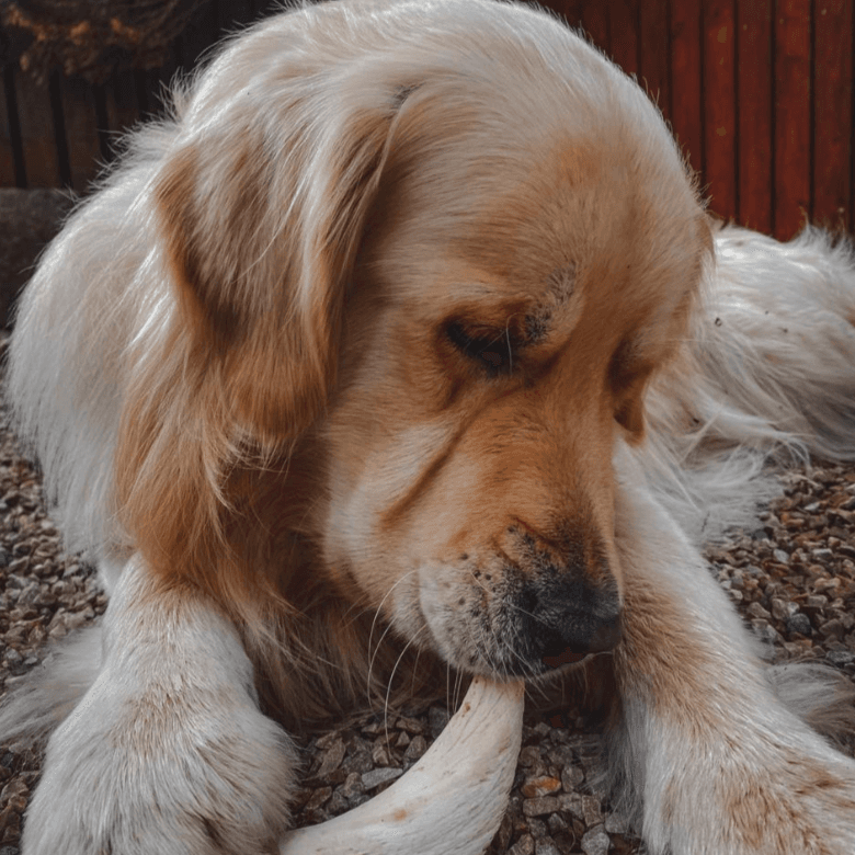 Golden Retriever chewing a natural lamb horn marrow treat