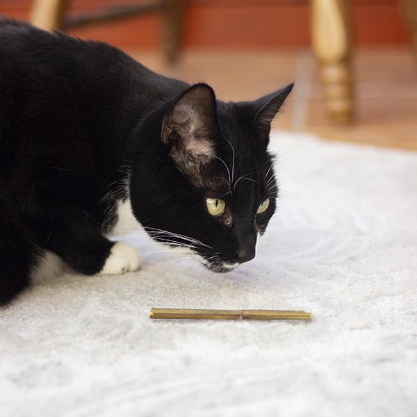 Black cat sniffing a catnip stick on the carpet