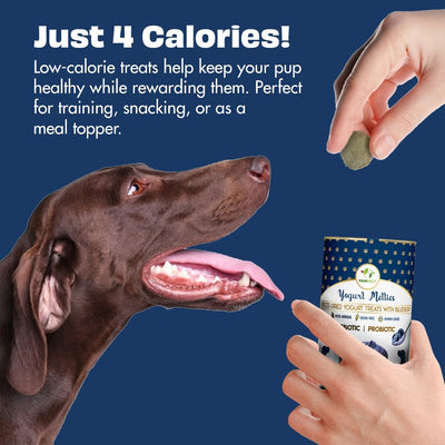 Pawfect Pre and Probiotic Dog Treats: Blueberry & Yogurt 38g