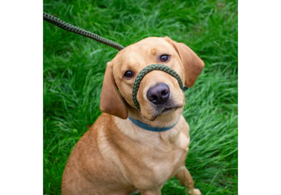 Ancol Heritage Rope Slip & Control Lead –Green (1.5m x 12mm)