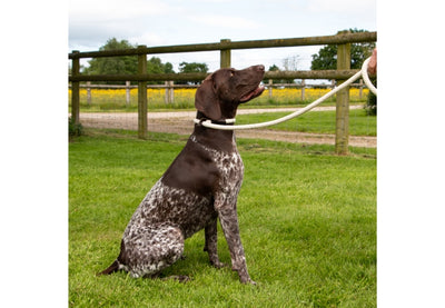 Dog on a leash sitting in a grassy area with a fence and field in the background