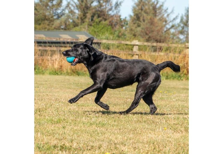 Black dog running on grass with a blue ball in its mouth