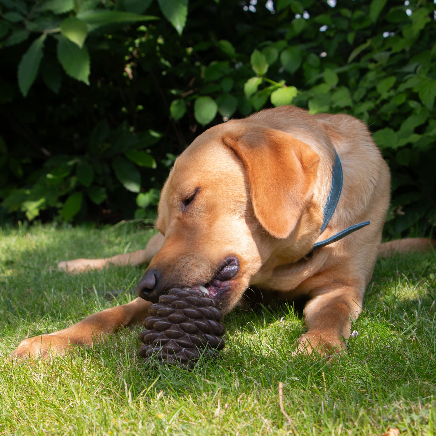 Örva Pine Cone Dog Treat Toy