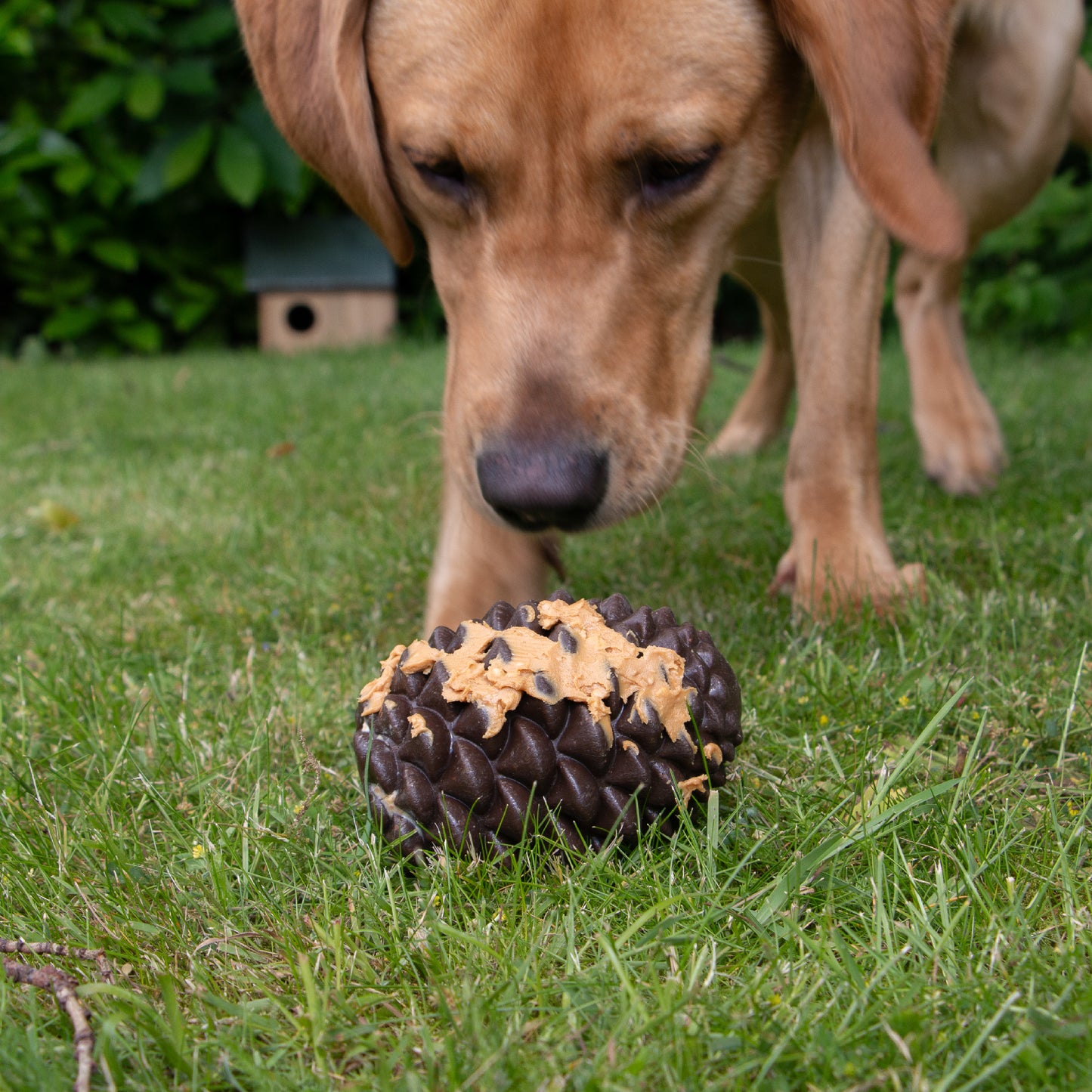 Örva Pine Cone Dog Treat Toy