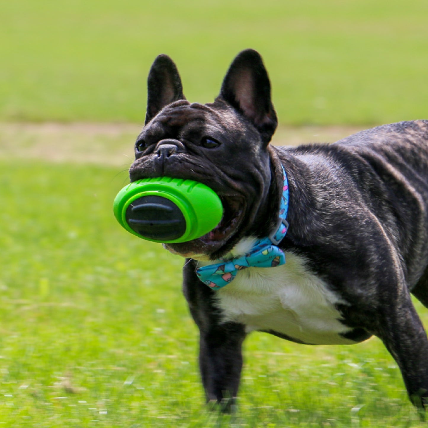 Ancol Extreme Tough Rugby Ball Dog Toy