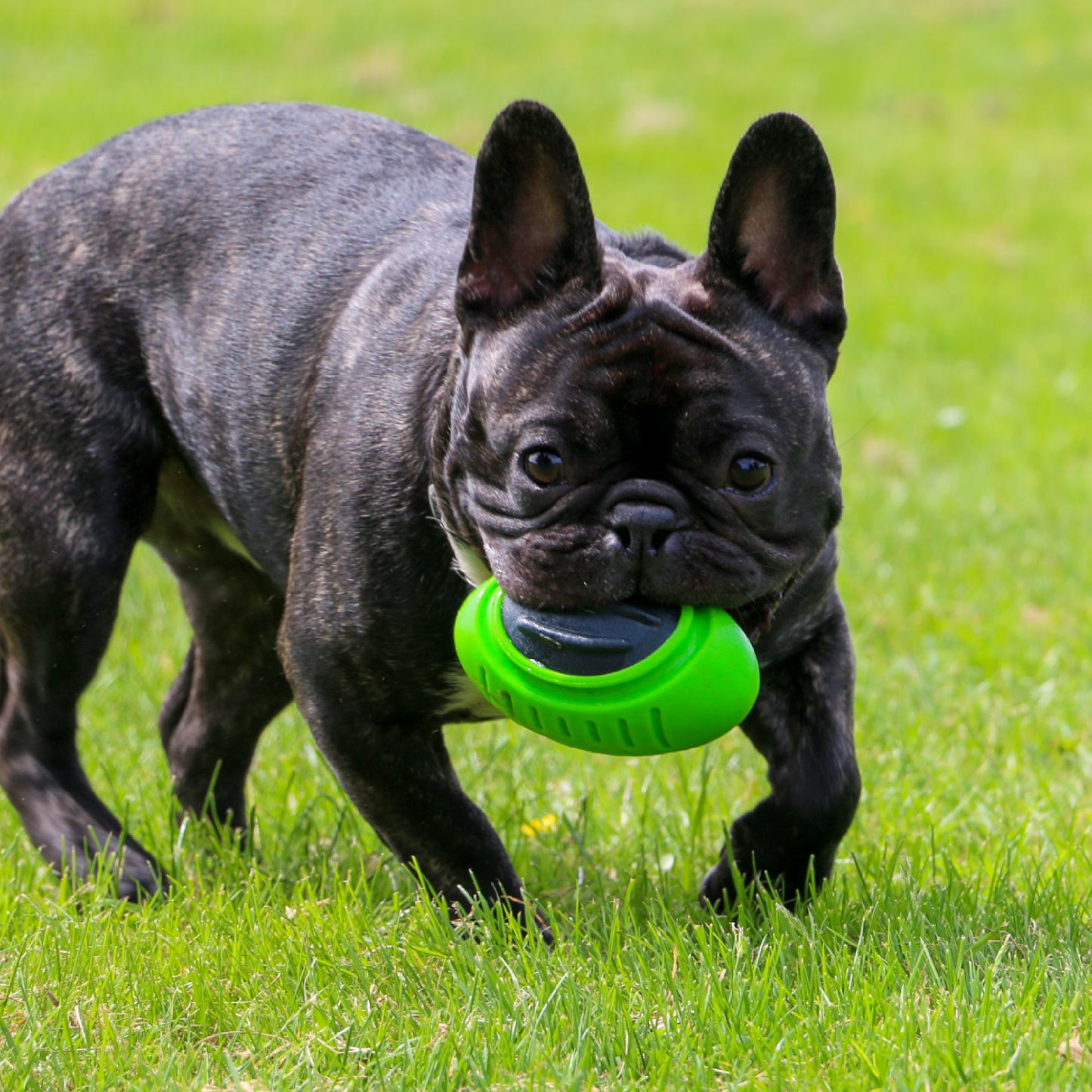 Ancol Extreme Tough Rugby Ball Dog Toy