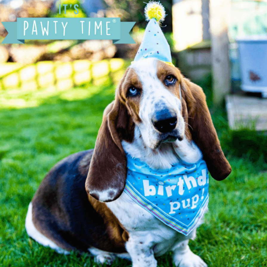 Basset Hound wearing blue Birthday Pup bandana and party hat