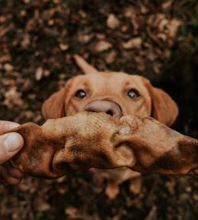 Labrador sniffing an Anco Bully Snout natural dog chew in the woods, promoting healthy chewing and high-protein enrichment for dogs.