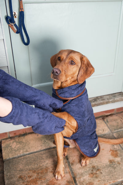 Red Fox Labrador in a navy Ruff and Tumble dog drying coat having paws dried with matching Ruff and Tumble drying mitts, ideal for drying wet dogs after walks or baths, available at Amy’s Pet Supplies.