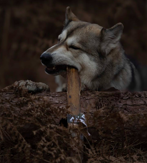 Large wolf-like dog chewing an Anco Giant Buffalo Biltong while perched on a fallen log, highlighting size and toughness of the natural chew.