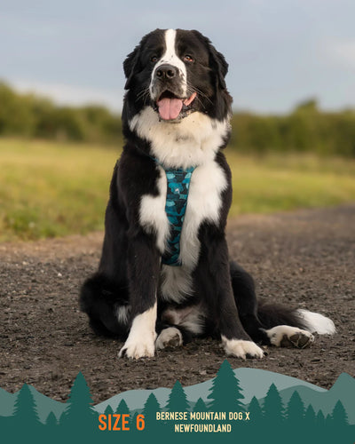 Twiggy Tags Adventure Harness 2.0 – Lagoon.