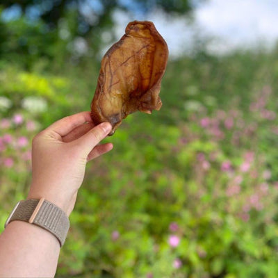 Hand holding a natural dried pig ear dog chew against a garden background, long-lasting single-ingredient treat, grain-free and high in protein, sold at Amy’s Pet Supplies.