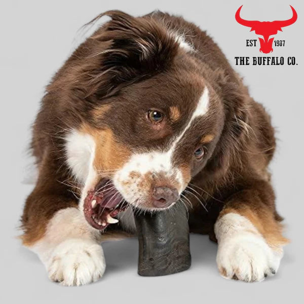 Large buffalo horn dog chew suitable for aggressive chewers