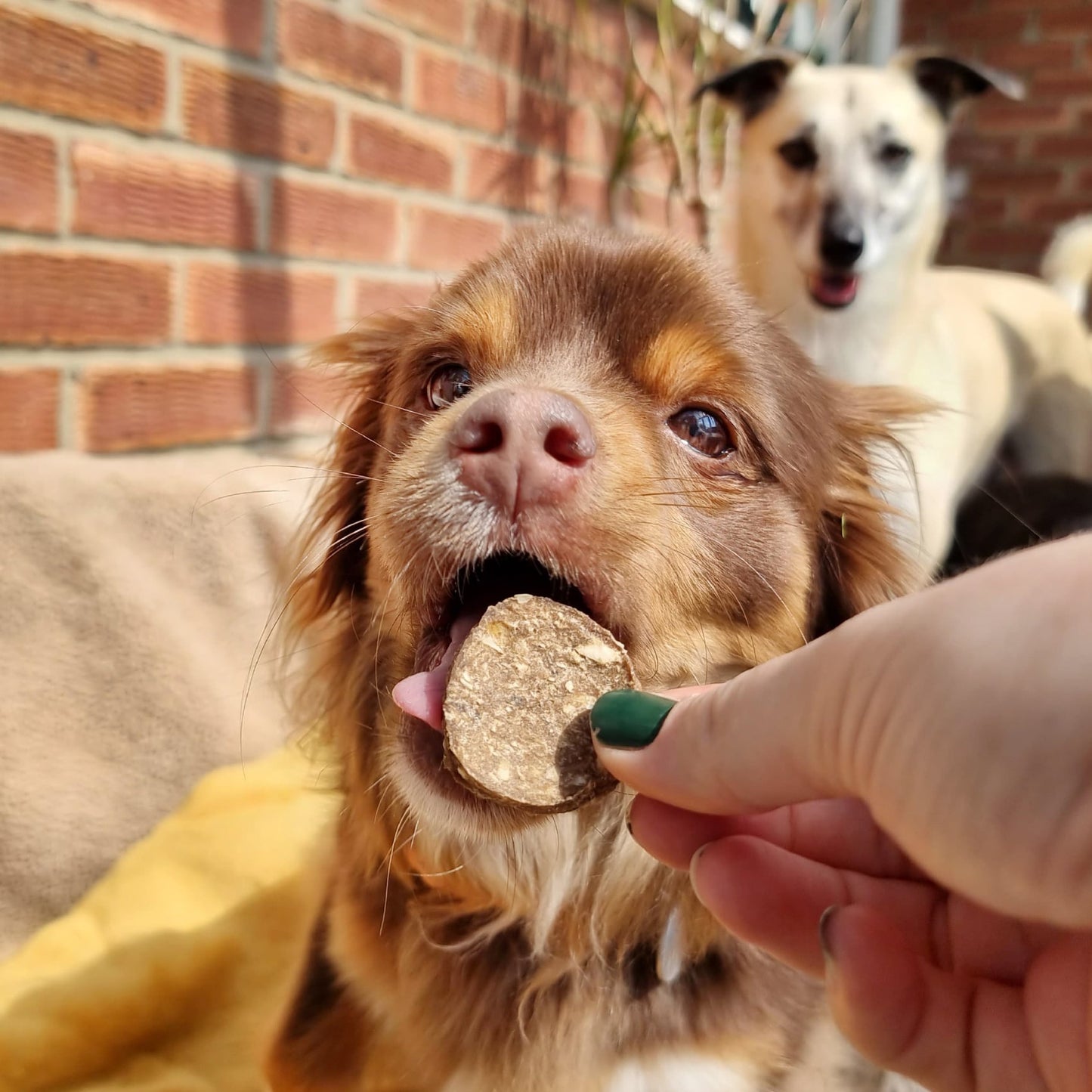 Mrs Cook's Fish Cakes Value Pack - Dog Treats