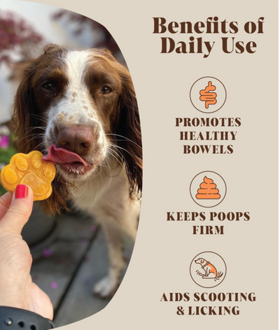 Dog licking a paw-shaped treat made with pumpkin and probiotics, next to infographic showing benefits of daily use: promotes gut health, keeps poops firm, and supports digestive wellness.