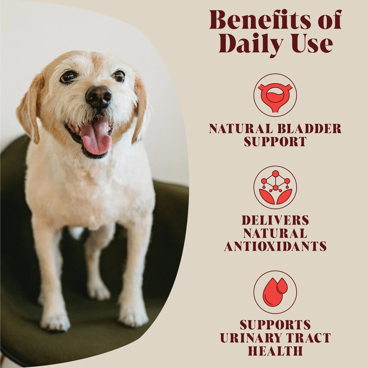 Happy dog showcasing Hackney Dog House Urinary Cranberry Topper benefits; natural bladder support, antioxidants, and urinary tract health supplement for dogs