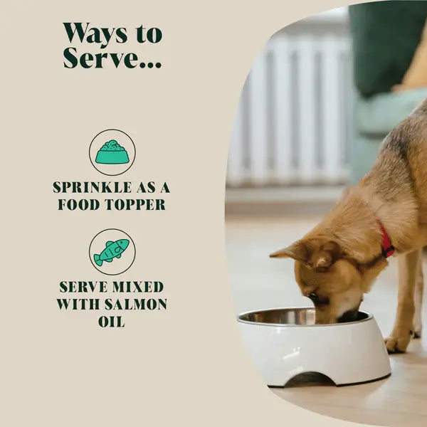 Dog eating from bowl with Green Lipped Mussel supplement; ways to serve shown including food topper or mixed with salmon oil; joint support and mobility supplement for dogs; natural anti-inflammatory pet supplement