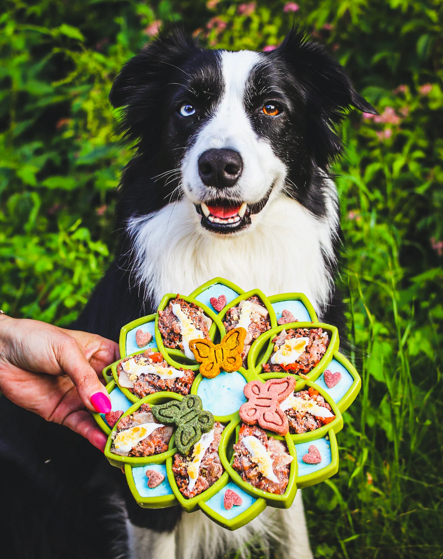 Dog holding a colorful treat holder with food in a grassy outdoor setting