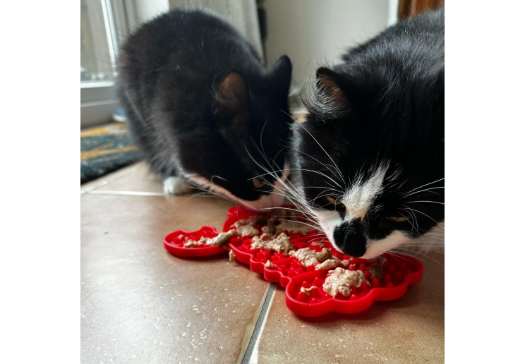 Two cats enjoying food spread across a red Örva Lobster Lick Mat