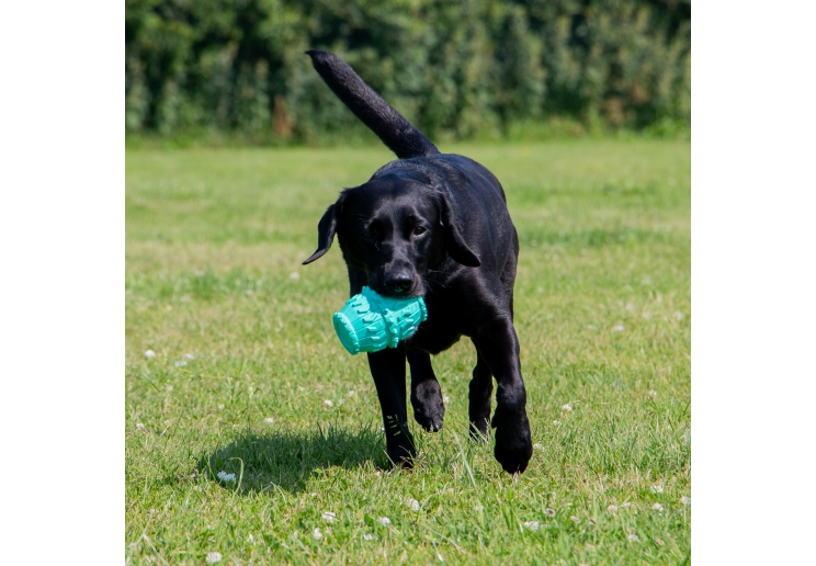 Black dog carrying an Örva Treat Barrel dog toy on grass