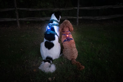Two dogs outdoors at night wearing blue and red TrekBright lights attached to their harnesses