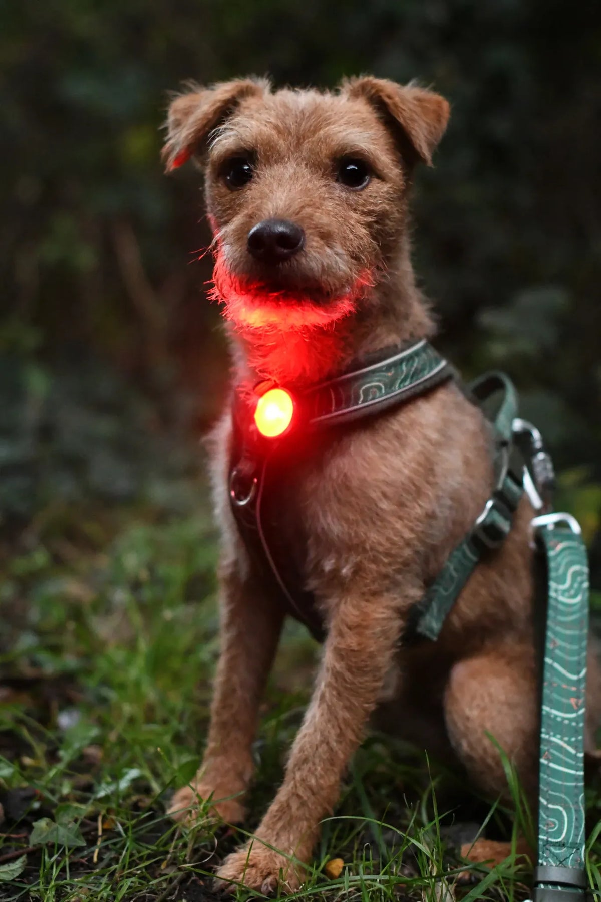 Brown dog outdoors wearing a red illuminated TrekBright safety light on a green collar